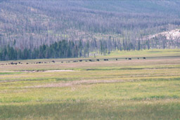 Buffalo in the meadow