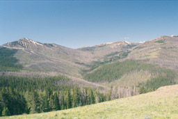 Valley with dead, grey trees