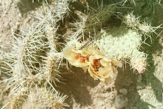 Prickly pear cactus