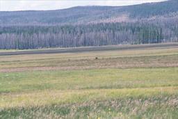 Elk in the meadow