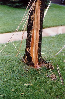 damaged tree