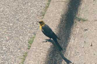 Yellow Headed Blackbird